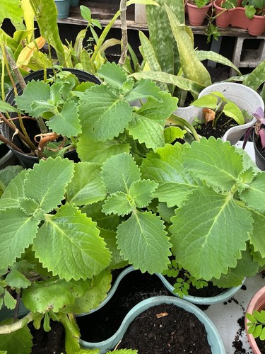 Cuban oregano well - cuban,