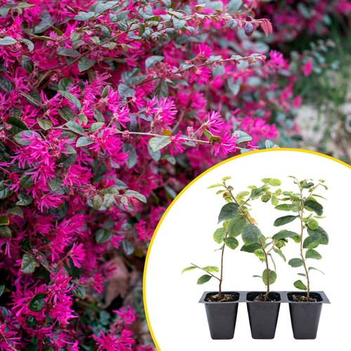 Chinese fringe flowers live - 3, flowers,
