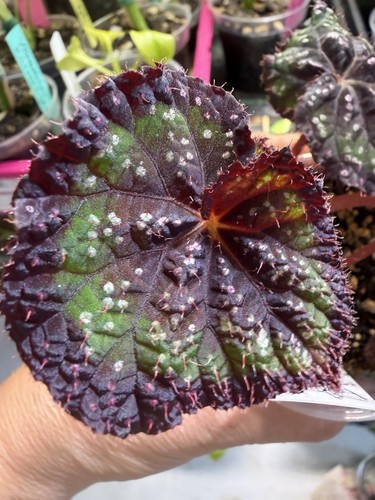 Begonia fairytale well rooted - fairytale,