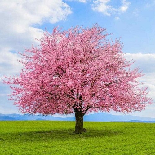 Japanese kwanzan cherry - japanese,