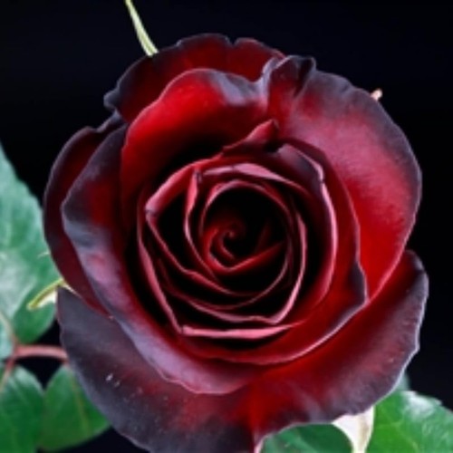 Deep red black - black, rose