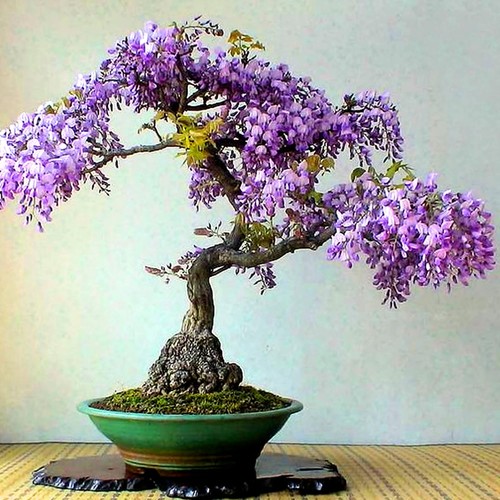 Purple wisteria tree - tree, live