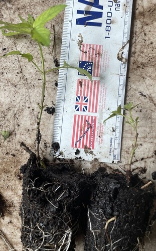 Well rooted 2 - well, 1”-2”